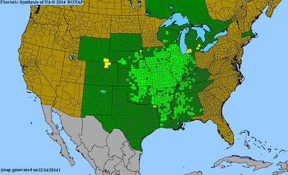 Silphium integrifolium (Rosinweed)