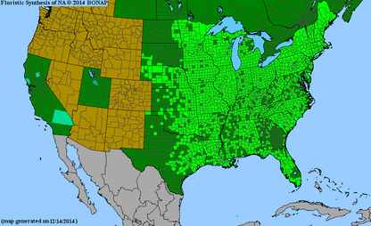 Viola sororia (Common Blue Violet)