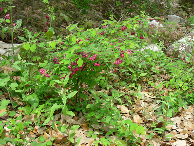 Symphoricarpos orbiculatus (Coralberry)