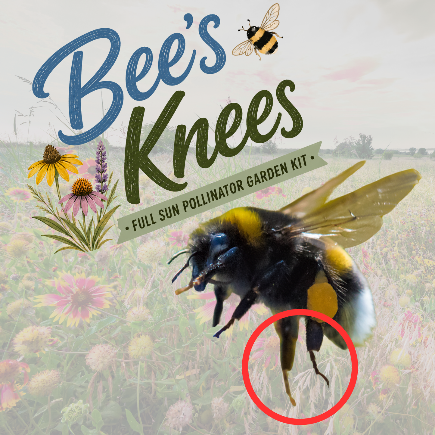 Bee's Knees (Full Sun)