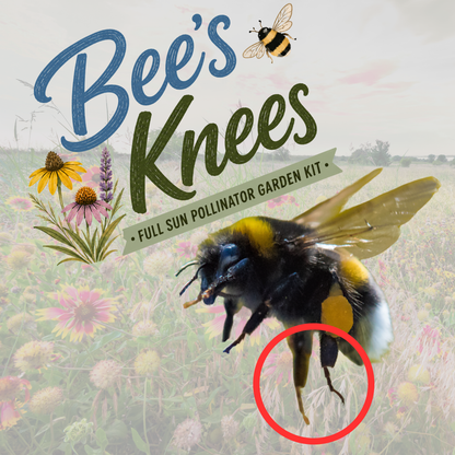 Bee's Knees (Full Sun)