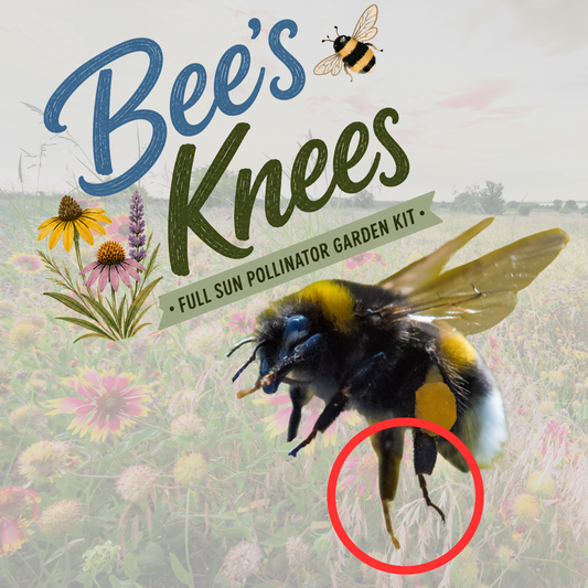 Bee's Knees (Full Sun)
