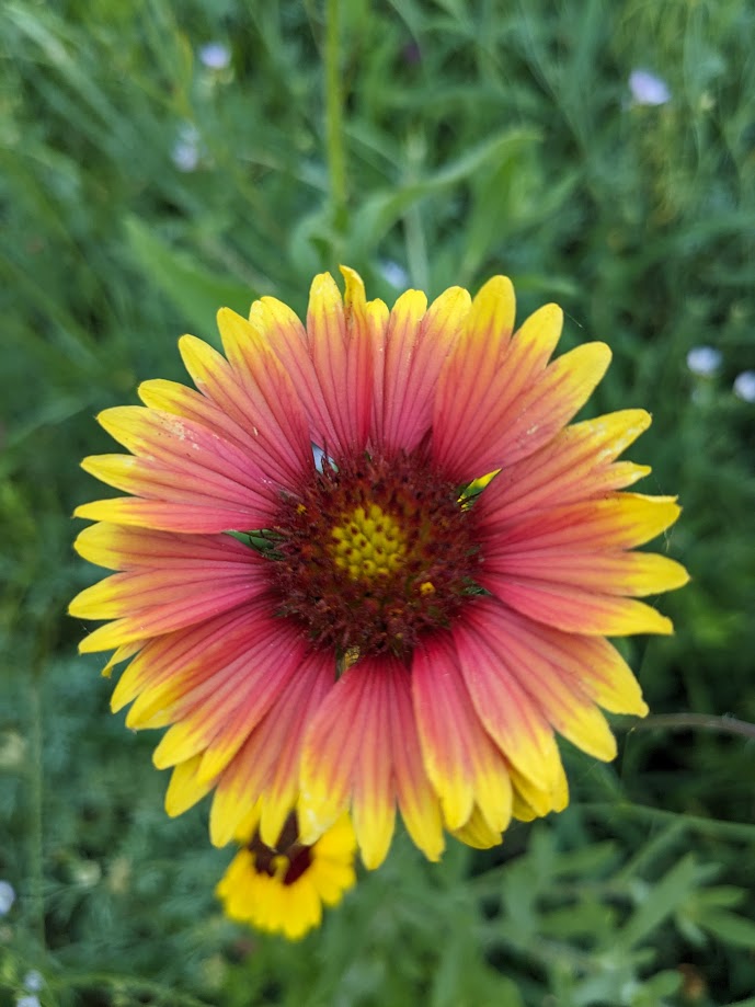 Gaillardia pulchella (Indian Blanket)