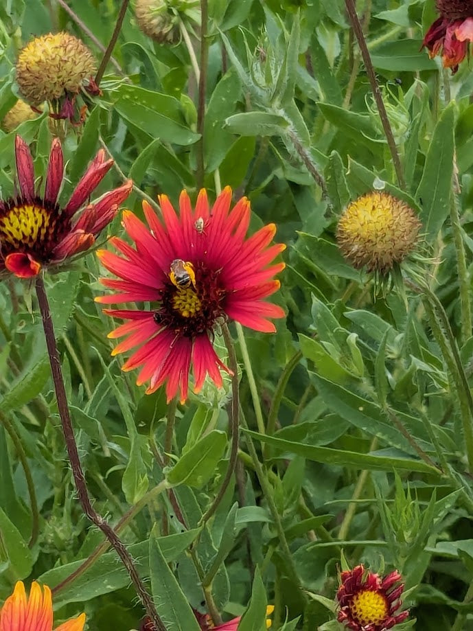 Gaillardia pulchella (Indian Blanket)