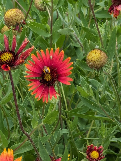 Gaillardia pulchella (Indian Blanket)