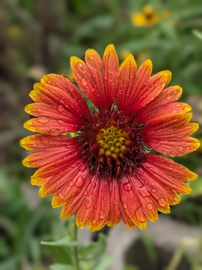 Gaillardia pulchella (Indian Blanket)