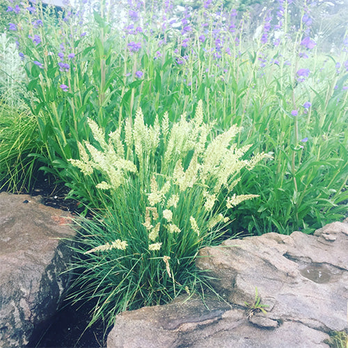 Koeleria macrantha (Prairie Junegrass)