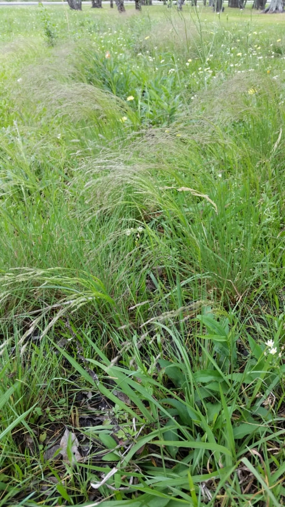 Agrostis hyemalis (Winter Bentgrass, Ticklegrass)