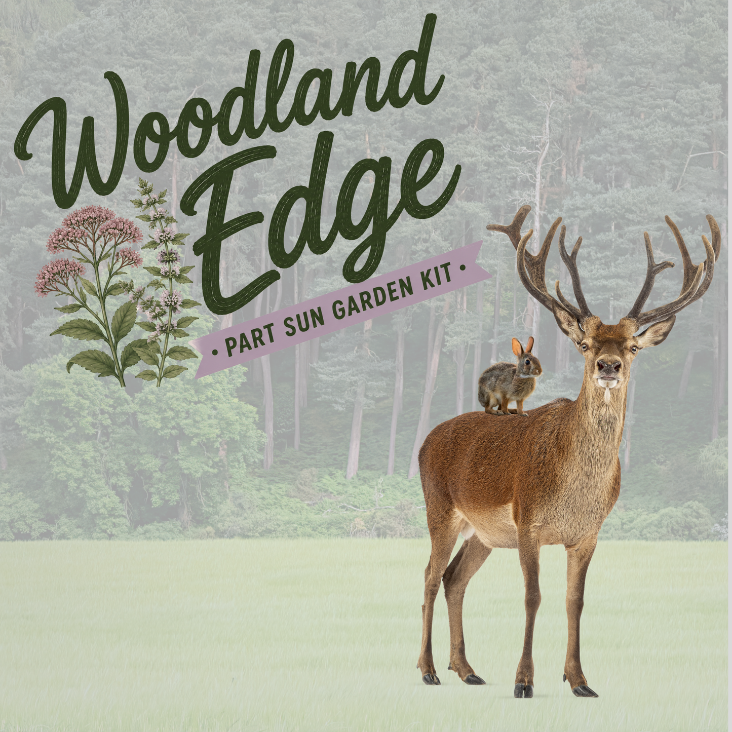 Woodland Edge (Part-Sun, deer and rabbit resistant!)